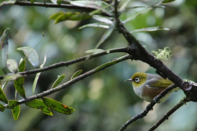 a yellow and grey bird perched on a tree nch