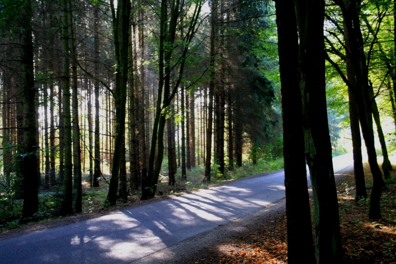 a paved road in a dense forest area