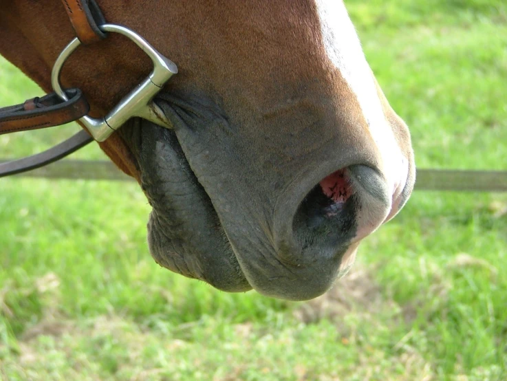 a horse's head has its eyes open to show teeth