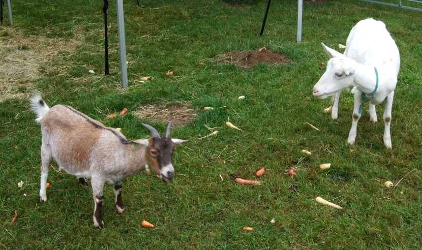 two goats on the grass near each other