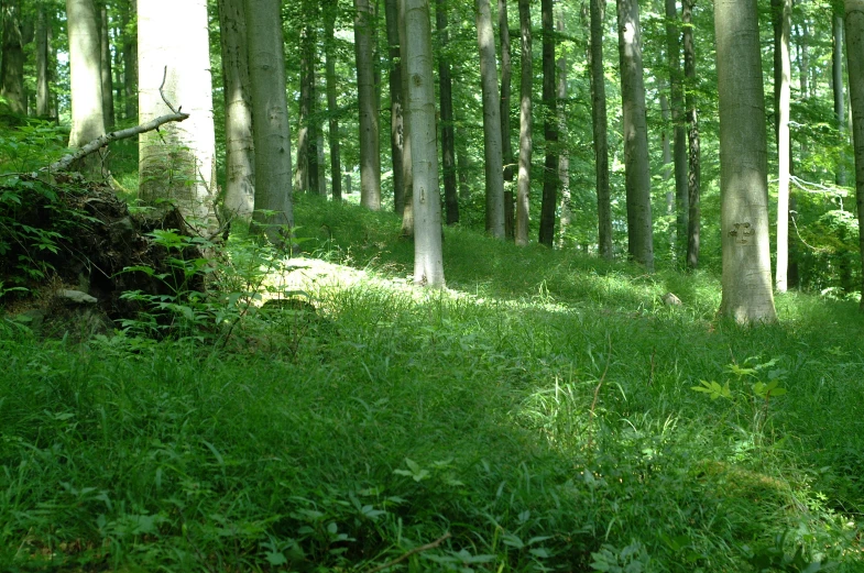 sun shines through the trees onto a grassy forest floor