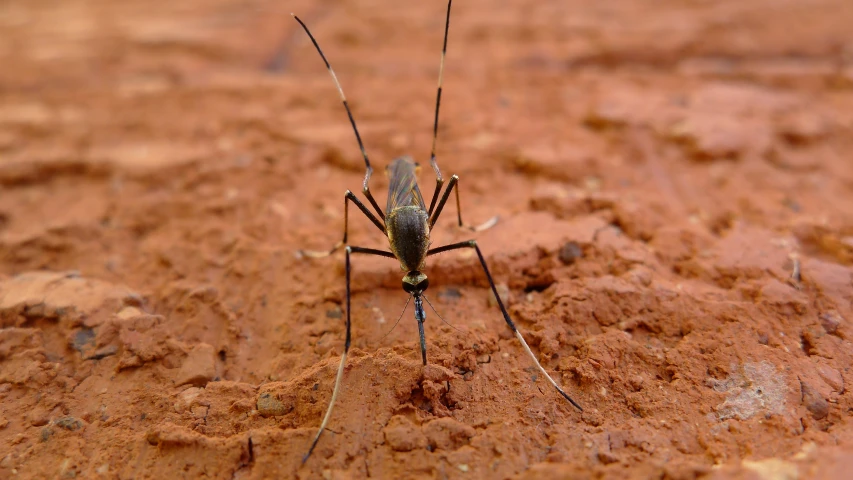 a brown spider with long legs standing on dirt