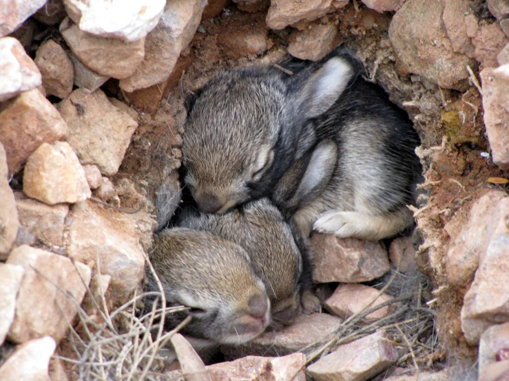 two small grey rabbits curled up next to each other