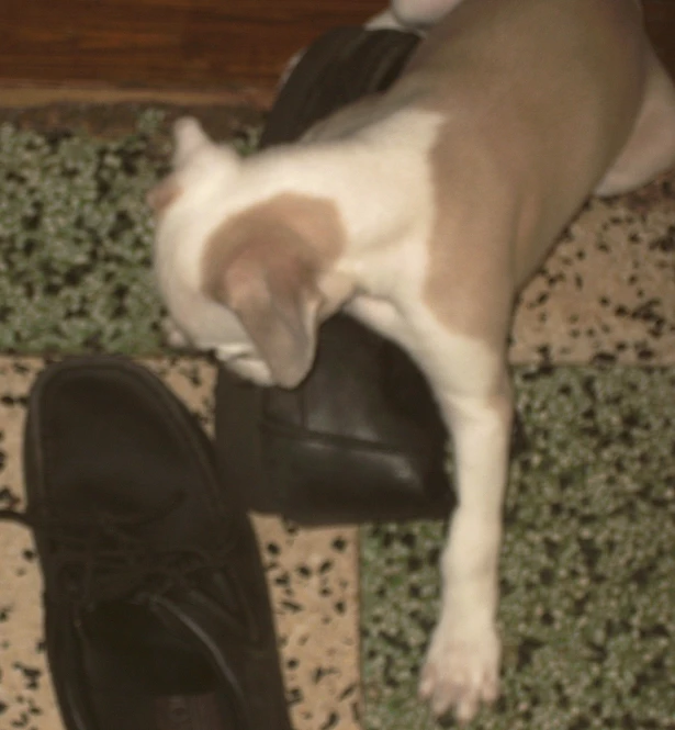 a brown and white puppy standing on a black pair of shoes