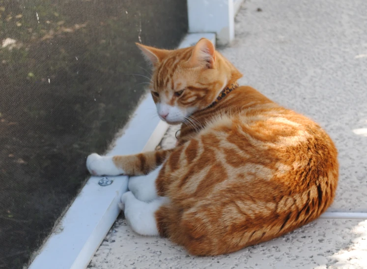 an orange and white cat sitting on the ground near a fence
