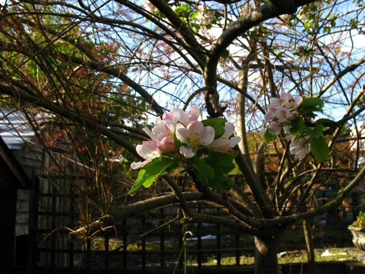 the flower on the tree has pretty pink flowers