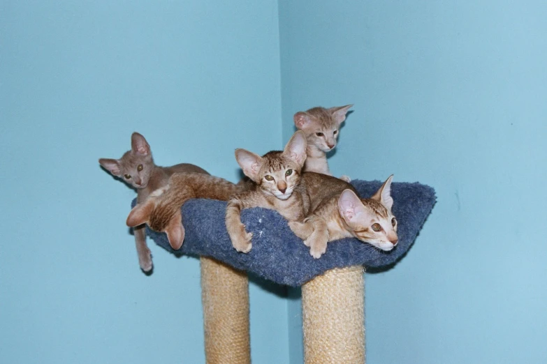 kittens are sleeping on top of a scratching post