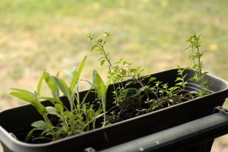 a plastic container with a few plants in it