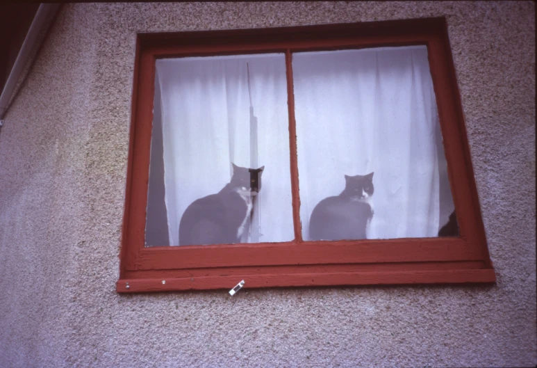 two cats looking out the window while staring at each other