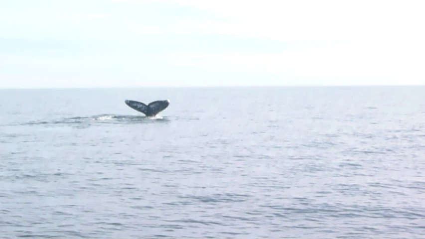 a whale in the water is poking its tail up