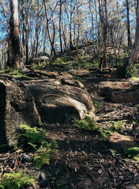 a stop sign on the side of a cliff in a forest