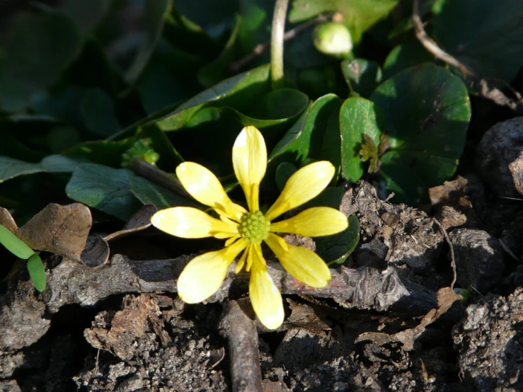 a close up image of a bright yellow flower