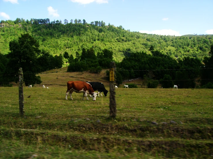 the cows are grazing on the grass in the field