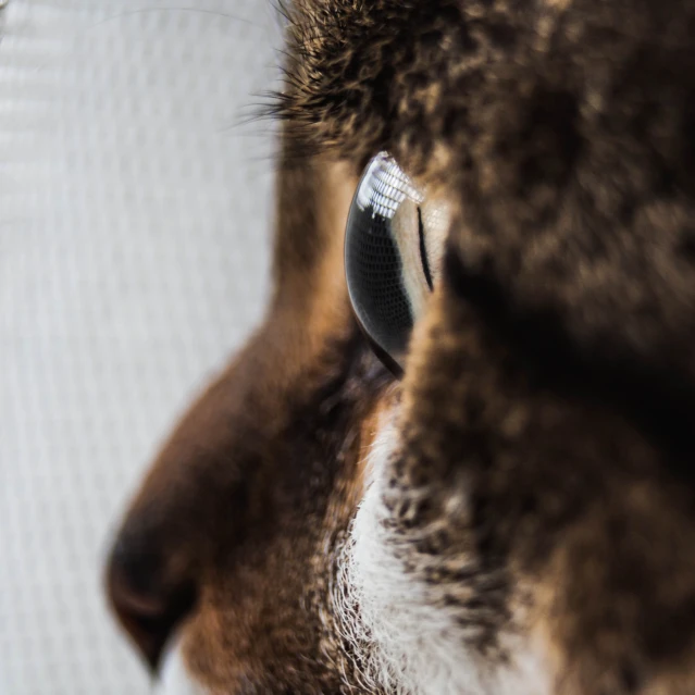 the nose and ears of a cat looking in the mirror