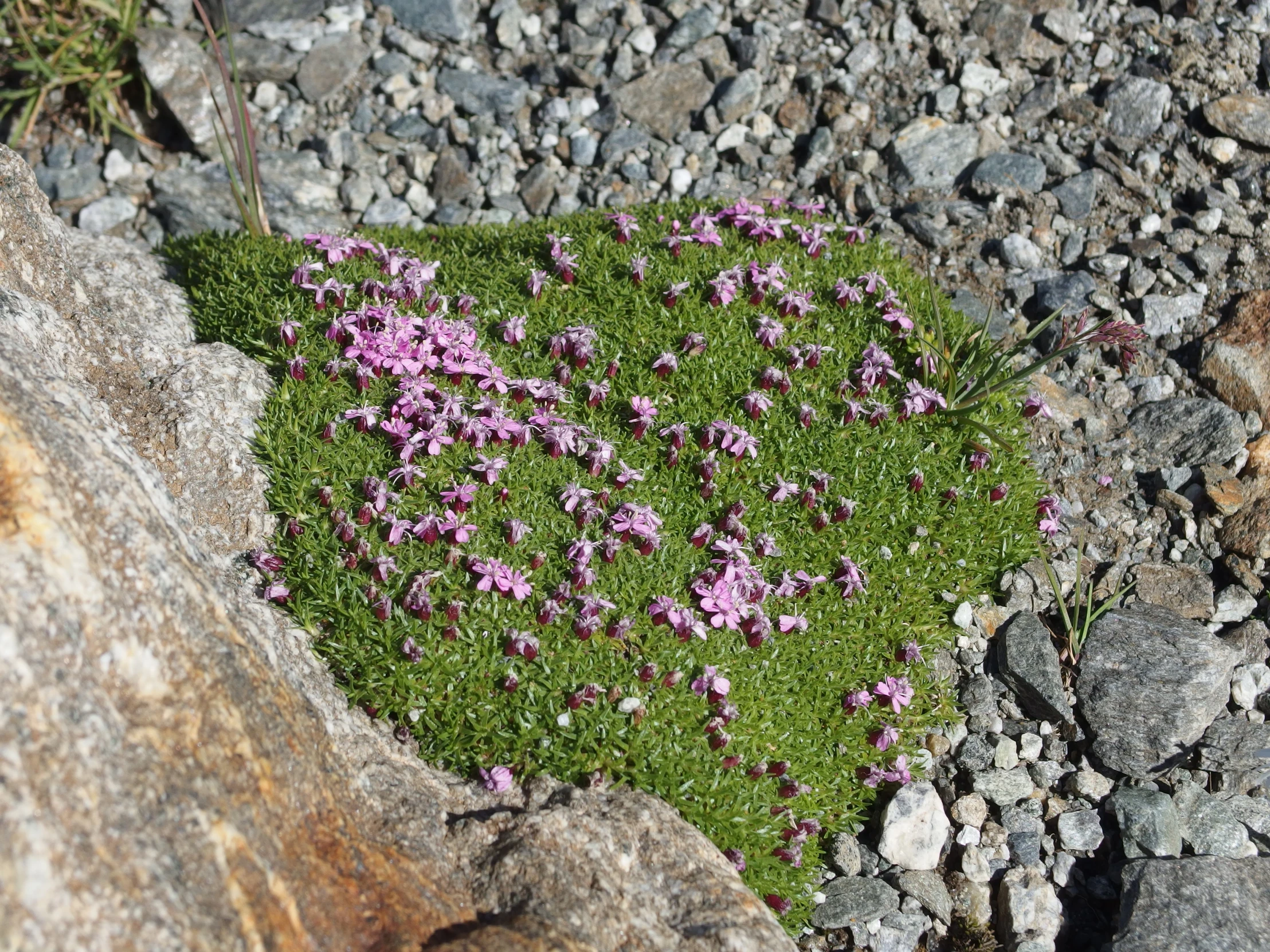 a close up of flowers growing from the ground