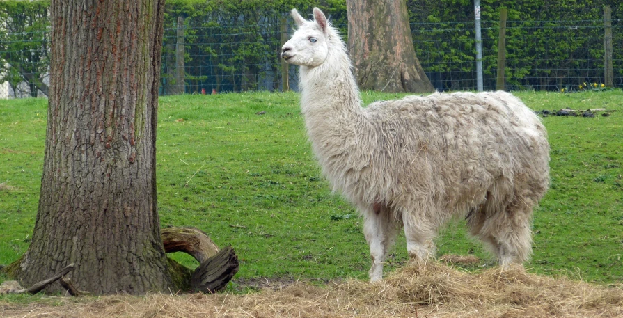 a llama standing in the grass by a tree