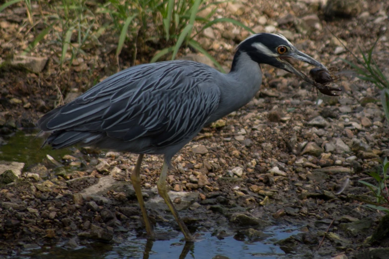 a large bird standing on a rocky shore near water