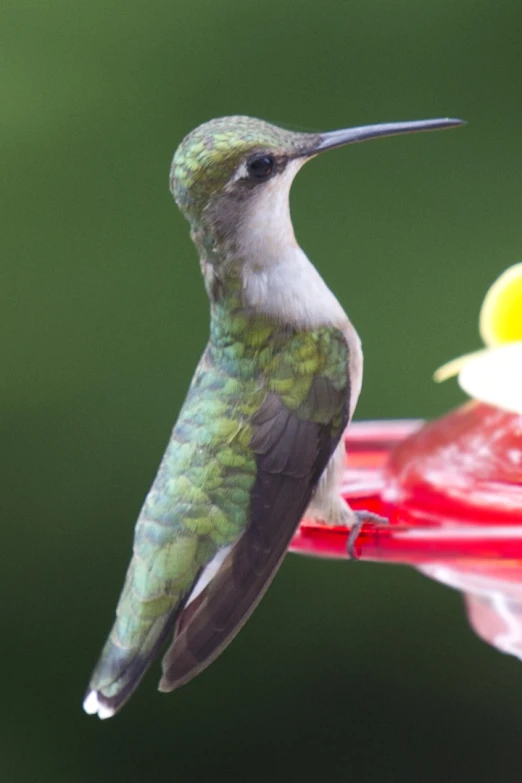 hummingbird at bird feeder with green background and red bottom