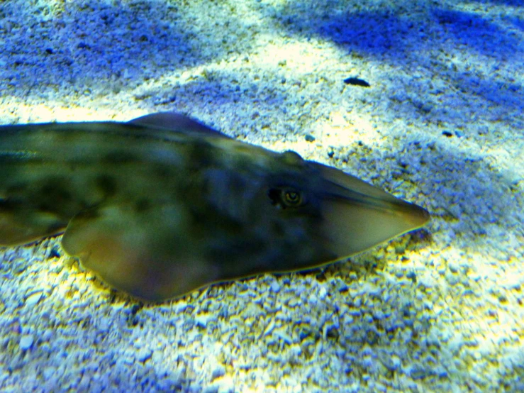 a fish swimming in water near sandy ground