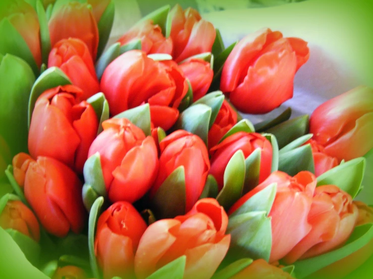 a bunch of orange flowers are in the middle of green leaves