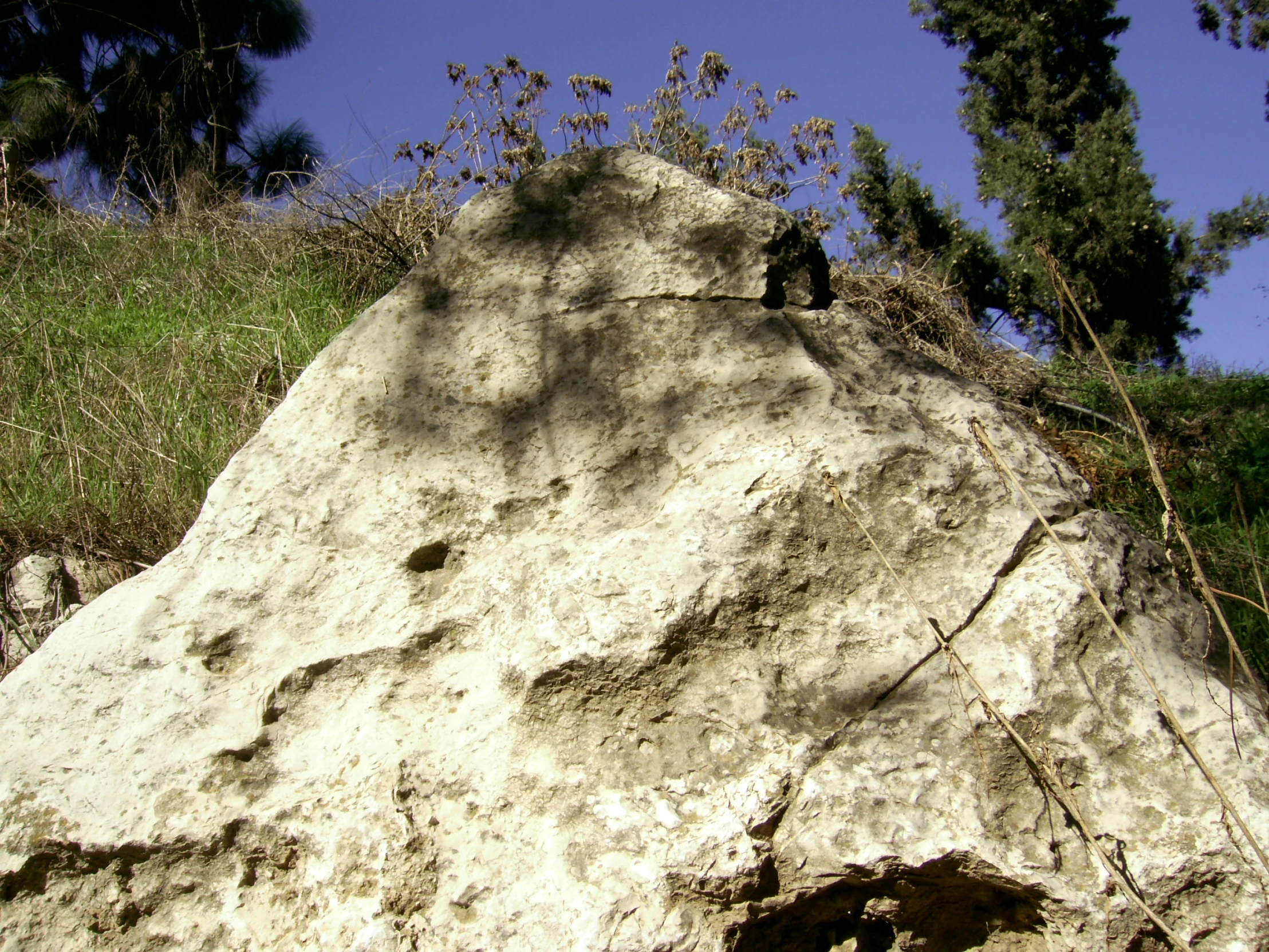 a rock surrounded by vegetation and a blue sky