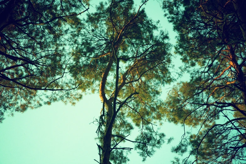 looking up into the tops of many large trees