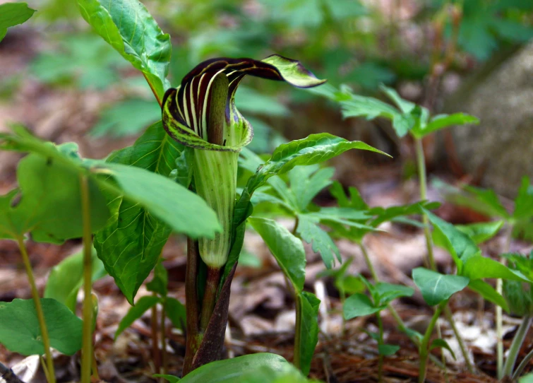 a plant with many leaves on the ground