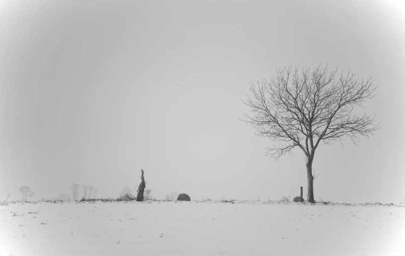 a single tree sits in the middle of the snowy landscape