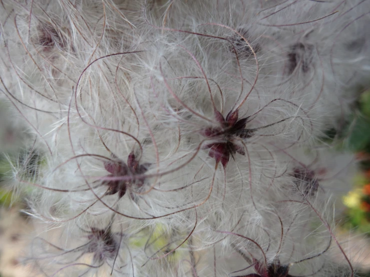 a group of feathers with purple flowers in the center