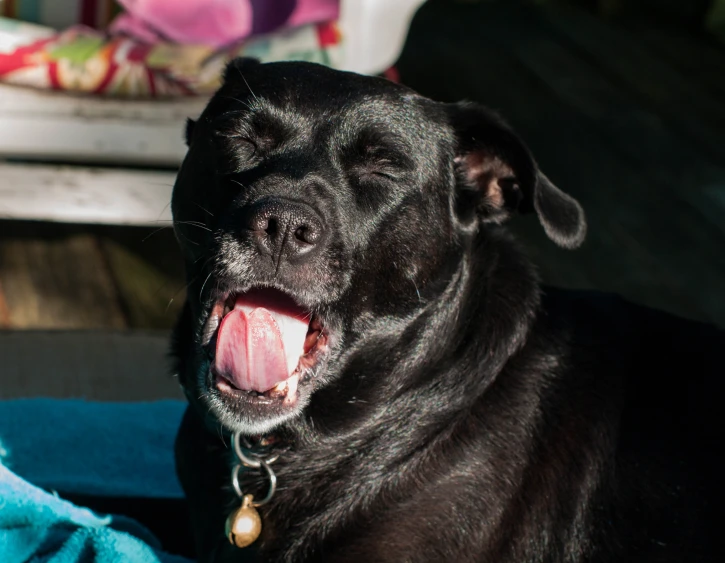 a dog sitting in the sun with its tongue hanging out