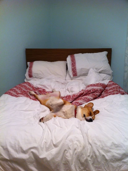 a dog is playing on the bed with its paws