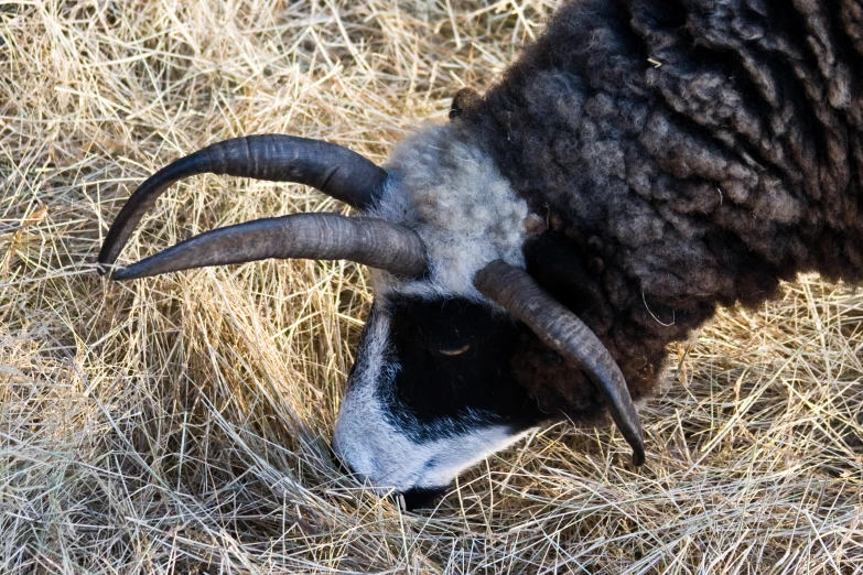 a black and white ram grazing on dry grass