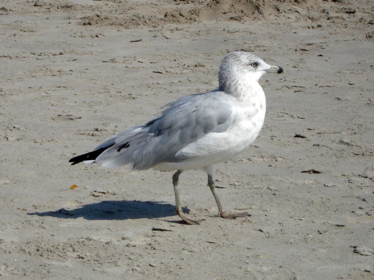 a white bird standing on top of sand covered ground