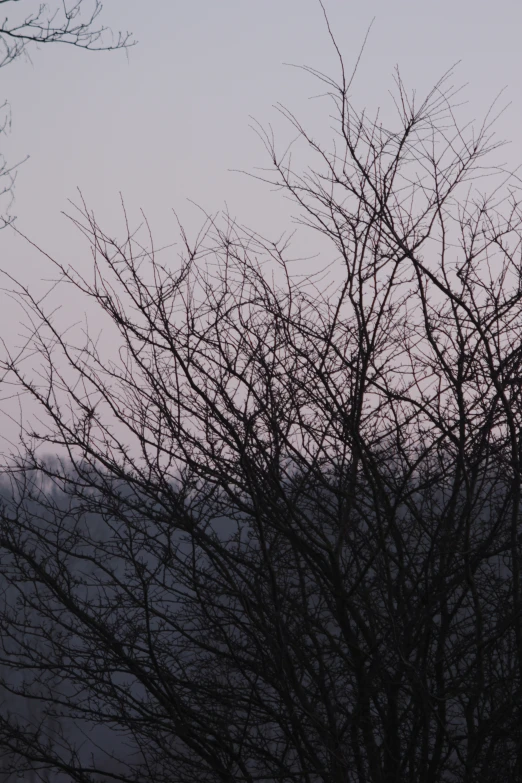 a bird is sitting on a tree in the late afternoon