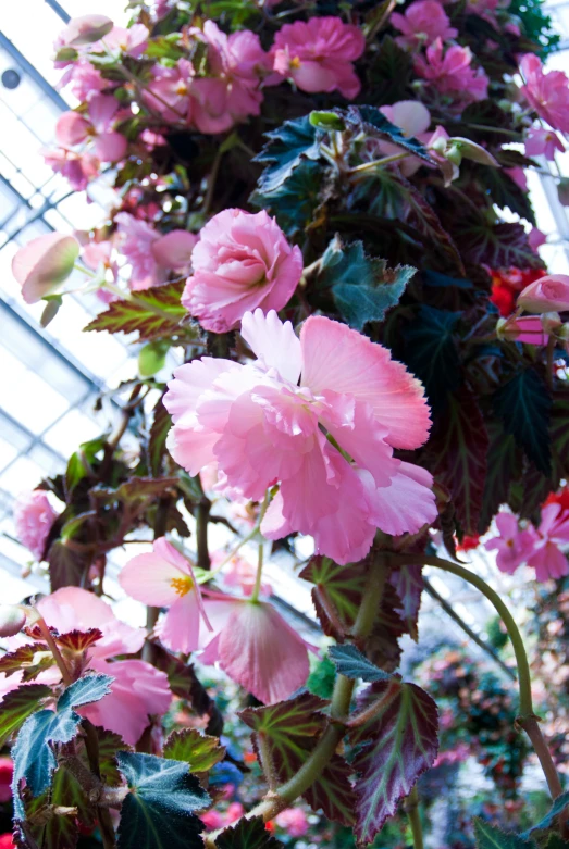 a pink plant with lots of flowers in a greenhouse