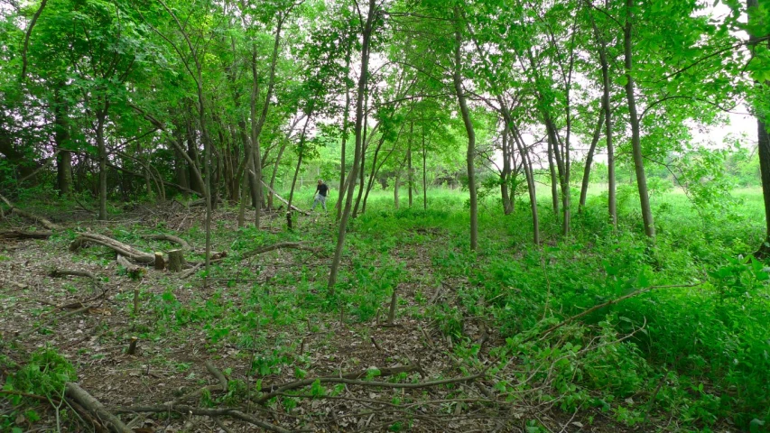 trees and grass are scattered throughout the forest