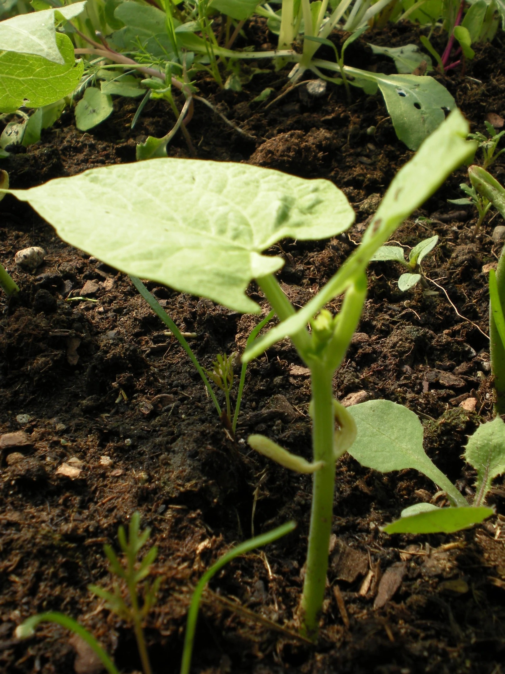 closeup s of young plants in dirt area