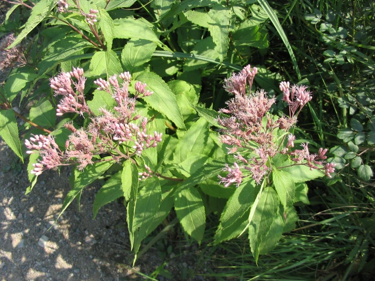 close up of small green plants next to the grass