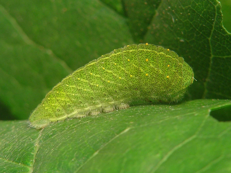 a green leaf caterpillar with orange dots on the end