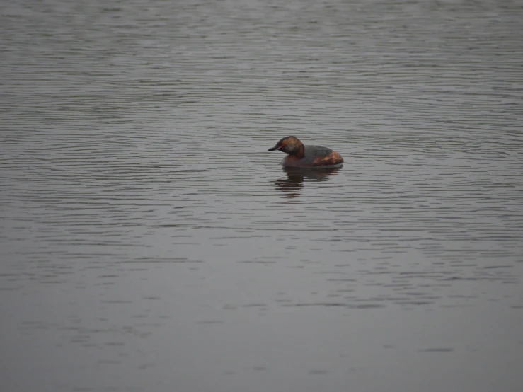 there is a bird in the middle of a body of water