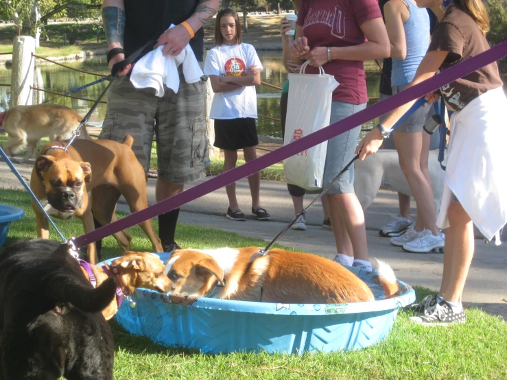 the people are all standing together with their dogs in the tub