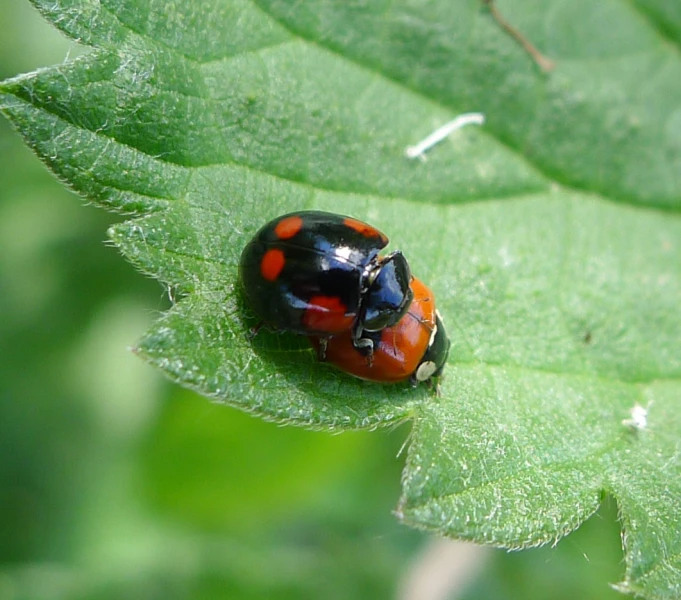 two bugs on a green leaf that is red and black