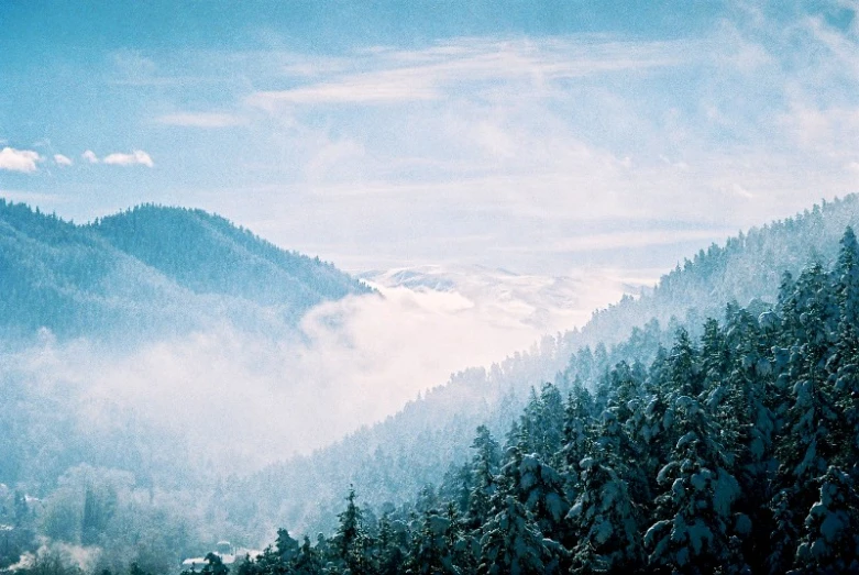 a group of trees covered in snow on a hill