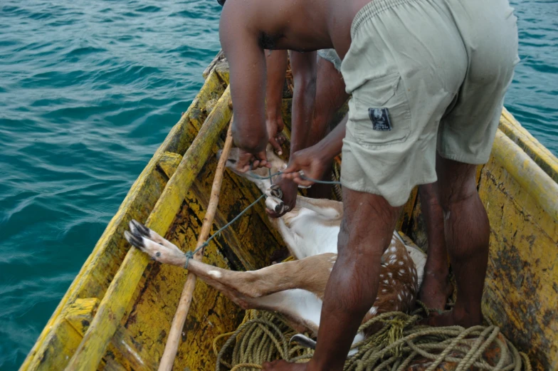 two men with a dead animal in a row boat