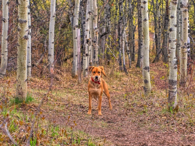 a dog that is walking through some leaves