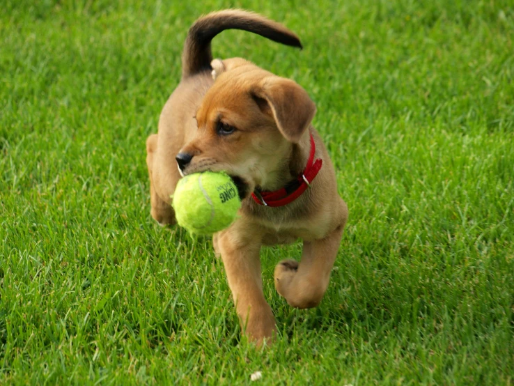 a brown and black dog holding a ball in its mouth