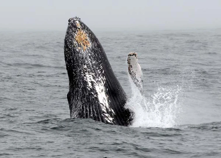 a whale is standing in the water as it attempts to jump out of the water