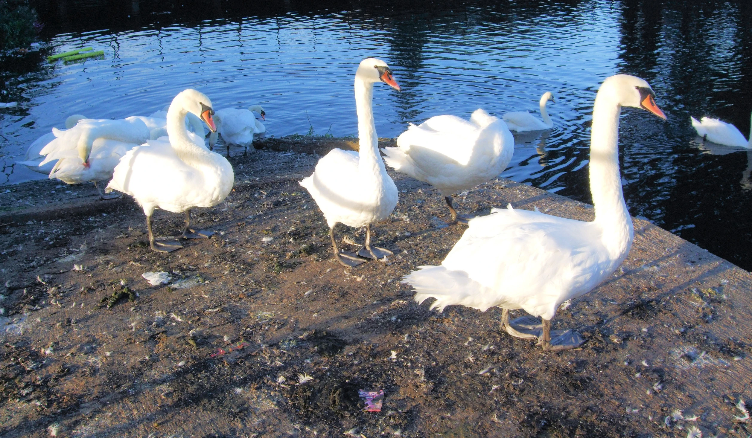 the swans are standing on the edge of the water