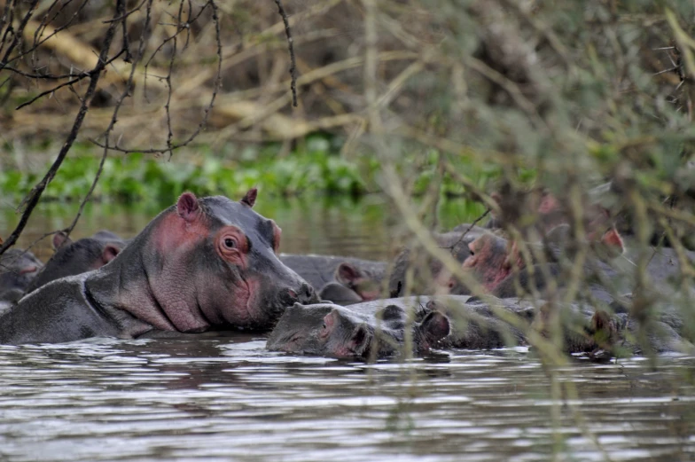 some hippos in a body of water near plants