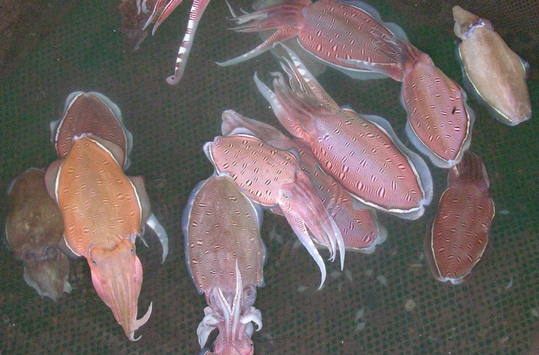 several fish are being cleaned and gathered together